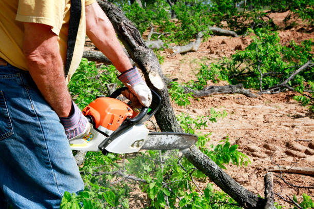 Reliable New Wilmington, PA Tree Service Solutions